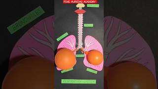 Respiration 🫁  lungs movement during breathing shorts neet short anatomy medical lungs [upl. by Juliet]