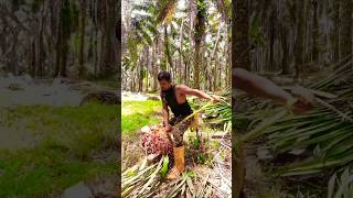 Both harvesting and taking palm fruit are difficultviralshortpalmgardenmalaysiafarmingfishing [upl. by Nagaet]