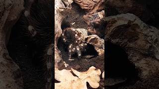 Meine Vogelspinne Acanthoscurria geniculata fängt sich eine Schabe aus der Höhle 😎 [upl. by Htederem]