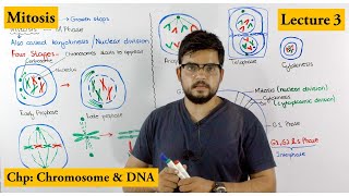 Mitosis  Stages of Mitosis  Cell cycle  Lecture 3 [upl. by Saberhagen]