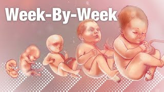 Baby Development Week by Week Pregnancy Week by Week Week by Week Pregnancy Symptoms Baby Growth [upl. by Caldwell]