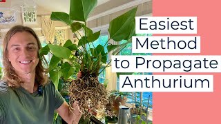 ANTHURIUM  How to Propagate Anthurium Plants amp Care [upl. by Yrdnal691]