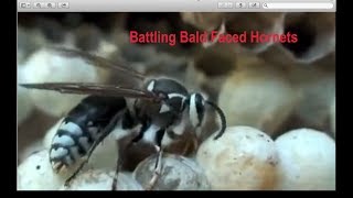 Battling Bald Faced Hornets [upl. by Cyndia253]