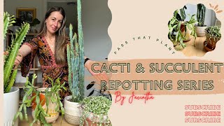 Succulent amp Cacti Care  Repotting Snake Plant Cereus Christmas Cacti Euphorbia Sansevieria Hahnii [upl. by Ettennig245]