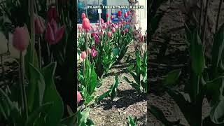 Tulip Flowers  Halifax uonearth joseanand halifax canada nature vlog viral earth tulip [upl. by Lanni348]