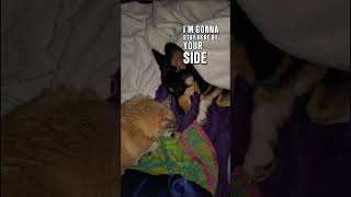 Hush little bestie siblings corgi chihuahua pitbull pet pets dogvideos doglover shorts dog [upl. by Neirual]