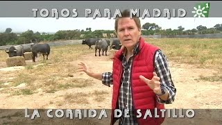 Toros de Saltillo comida previa a la lidia de Madrid ganadería centenaria  Toros desde Andalucía [upl. by Triley]