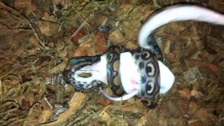 Радужный удав охотится mouse Rainbow boa hunts mouse [upl. by Davie]