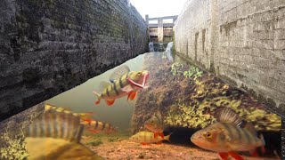 Fishing Canal LOCKS With An UNDERWATER CAMERA So many FISH [upl. by Arob]