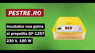 Montaj clocitoare oua gaina si prepelita GF1257 230 V 180 W [upl. by Rausch402]