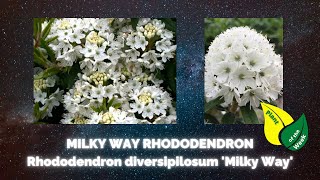 MILKY WAY RHODODENDRON  Rhododendron diversipilosum Milky Way [upl. by Ahtekal473]