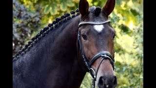 wwwsporthorsesonlinecom 2010 Dressage stallion SOLD [upl. by Barcot]