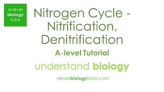 Nitrogen Cycle  Nitrification Denitrification Nitrosomonas OCR A Eduqas Edexcel AQA [upl. by Acirat]