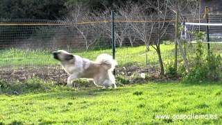 Yo Mastín del Pirineo ¿Y tú I Pyrenean Mastiff And you [upl. by Nerhe]