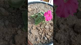 Petunia flower carehow to grow petunia flower for winter❤️❤️ nature [upl. by Adnilym857]