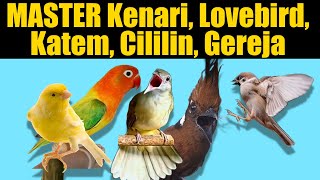 MASTER KENARI LOVEBIRD KATEM CILILIN GEREJA [upl. by Keely777]