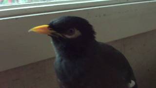 WeeWoo the Mynah Talking [upl. by Priscilla]