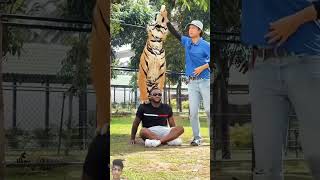 tiger lion animals wildlife pets music dance love song dancer [upl. by Trinidad454]