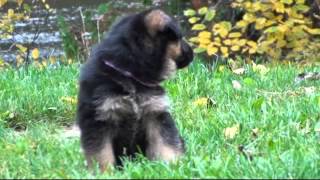 Les chiots berger allemand a Holi 1 mois de vie [upl. by Calabrese]