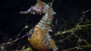 Watch Seahorse Giving Birth [upl. by Rena]