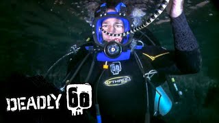 Diving With Toxic Snakes  Deadly 60  BBC Earth Kids [upl. by Dorette]