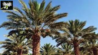 El cultivo de la Palmera datilera o Palma de dátiles [upl. by Novahs136]