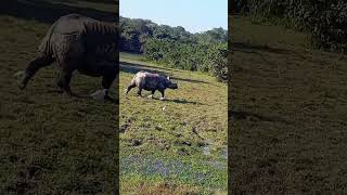 Uropakhi kaziranga shortsfeed animallover [upl. by Allenad]