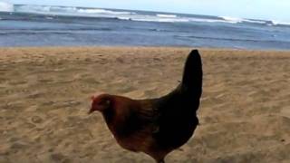 Keee Beach Kauai  Chickens [upl. by Kassity854]