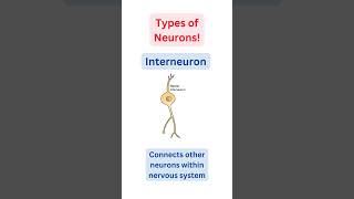 Types of Neurons amp their Functions Explained  science  shorts [upl. by Bendicty]