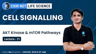 AKT Kinase amp mTOR Pathways in Cell Signalling  CSIR NET Exam Preparation  IFAS [upl. by Nahtnanhoj]