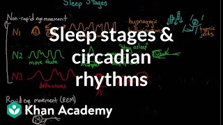 Sleep stages and circadian rhythms  Processing the Environment  MCAT  Khan Academy [upl. by Inva]