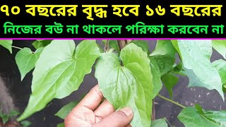 হীরার থেকেও মূল্যবান এই গাছhealth benefits of Pakistani lota [upl. by Berlauda328]