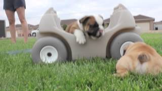 Cutest English Bulldog Puppies EVER [upl. by Lion]