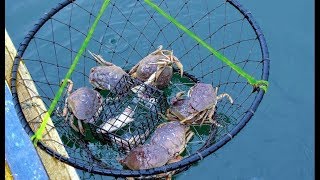 MUD CRAB CATCHING AT BRACKISH WATER LAKE [upl. by Olen347]