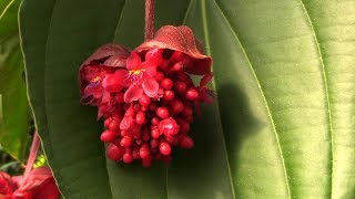 Growing the Rare Red Medinilla Medinilla miniata [upl. by Ricker231]