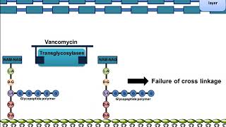 Vancomycin Mechanism of Action [upl. by Wheaton]