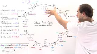 Overview of Citric Acid Cycle [upl. by Eveivaneg]