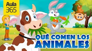 Animales Herbívoros Carnívoros y Omnívoros  Videos Educativos Aula365 [upl. by Haswell]