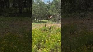 Silly horses and alpaca sound funny funnyanimals alpaca horse animals animalshorts [upl. by Atok]