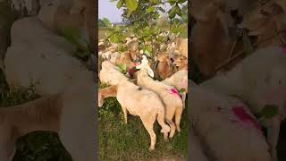 Chittaranjan  Sheep eating Calotropis gigantea leaves  shorts nature  animal husbandry [upl. by Phelia]