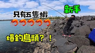 唔夠魚餌 唯有爆釣烏頭😫💪🏽 how to catch mullet￼ aucklandfishing 香港釣魚 fishing [upl. by Amadus334]