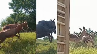 BLESBOK BLUE WILDEBEEST IMPALA OFFLOAD [upl. by Sinnej]