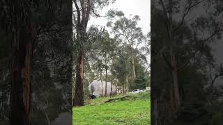 Steam Locomotive Puffing Billy [upl. by Uzzia644]