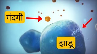 cell के अंदर की सफाई कैसे होती है   lysosome [upl. by Leind301]