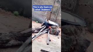 This is why Goats are stubborn funnyvideo funnyshorts funnymemes funnymemes crazycomedy goats [upl. by Whitehouse762]