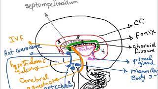 Sagittal section of The Brain by Dr Maha ELBeltagy [upl. by Mufinella126]