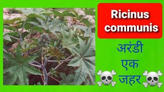 Ricinus communis Poisoning  अरंडी का पौधा [upl. by Ree200]