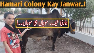 Eid Ul Azha VLOG  Hamari Eid  Qurbani Kay Janwar  Beautiful Qurbani Janwar  Qurbani Ka Janwar [upl. by Aia]