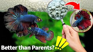 Mastering the Art of Breeding Betta Fish Part 2 Expert Tips and Techniques bettafry [upl. by Roanna66]