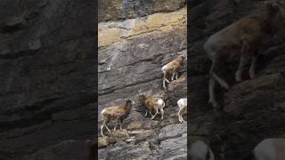 mountain goats climbing cliff wildanimals shorts [upl. by Ettennig]